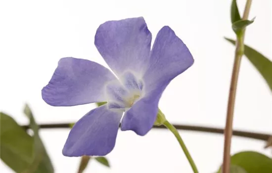 Vinca minor Vinca minor