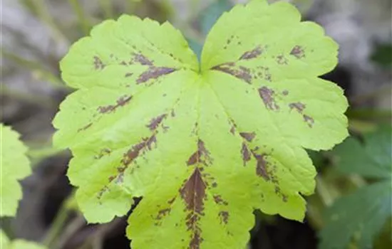 Heuchera micrantha Heuchera micrantha