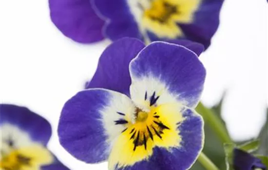 Viola cornuta Viola cornuta