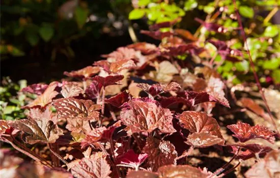 Heuchera micrantha 'Palace Purple' Heuchera micrantha 'Palace Purple'
