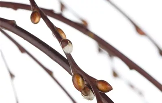 Salix caprea 'Pendula' Salix caprea 'Pendula'