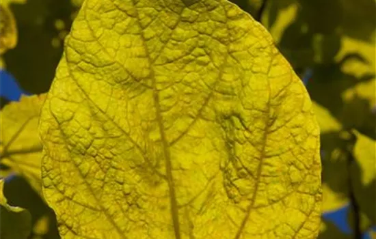 Catalpa bignonioides 'Aurea' Catalpa bignonioides 'Aurea'