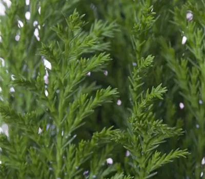 Chamaecyparis lawsoniana 'Ellwood´s Empire' Chamaecyparis lawsoniana 'Ellwood´s Empire'