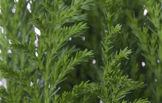 Chamaecyparis lawsoniana 'Ellwood´s Empire' Chamaecyparis lawsoniana 'Ellwood´s Empire'