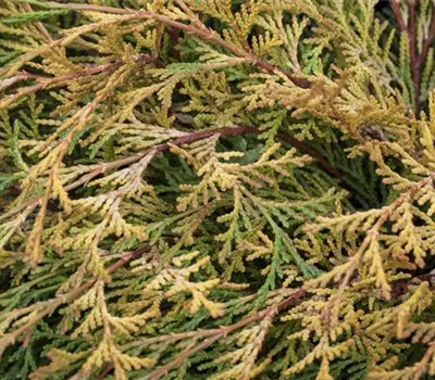 Chamaecyparis obtusa 'Kamarachiba' Chamaecyparis obtusa 'Kamarachiba'