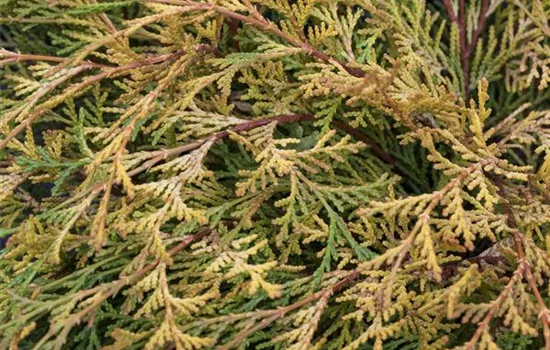 Chamaecyparis obtusa 'Kamarachiba' Chamaecyparis obtusa 'Kamarachiba'