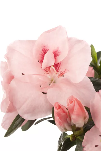 Rhododendron simsii