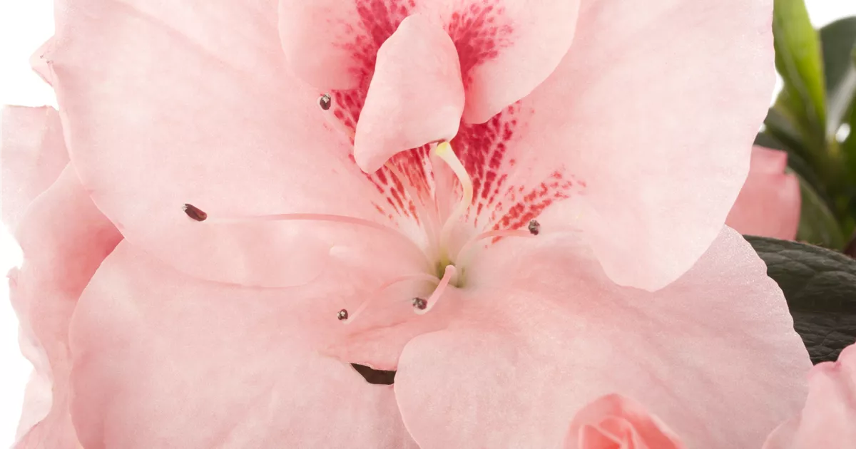 Rhododendron simsii