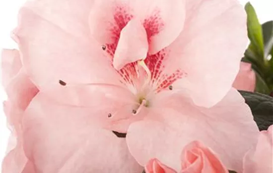 Rhododendron simsii Rhododendron simsii