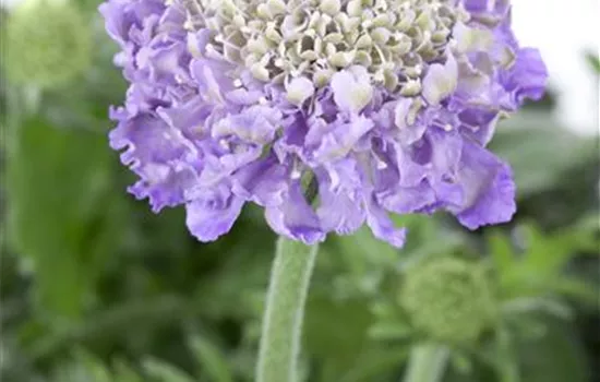 Scabiosa columbaria Scabiosa columbaria