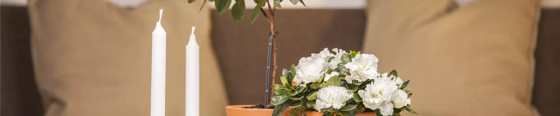 GS426319.jpg GS426319.jpg