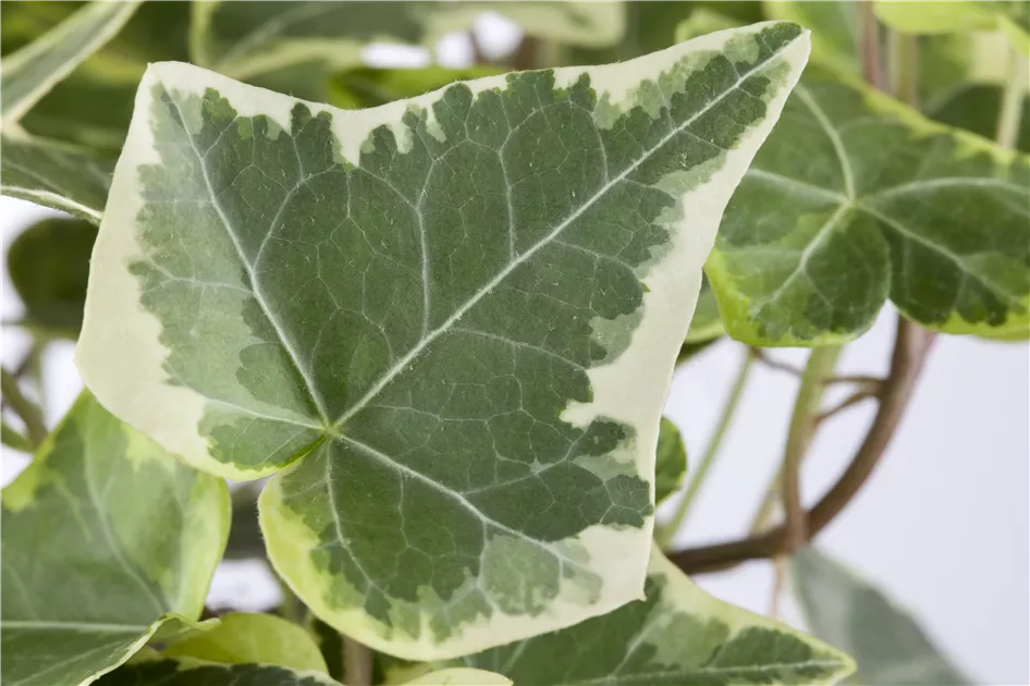gummibaum wenig licht Gummibaum XL | Ficus elastica