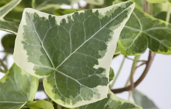 Hedera helix, grün-weiß Hedera helix, grün-weiß