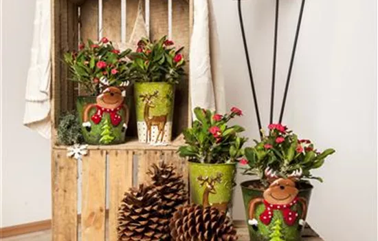 Euphorbia milii Euphorbia milii