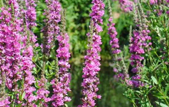 Lythrum salicaria