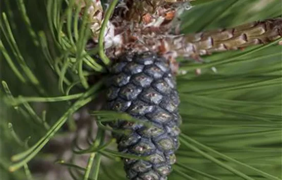 Pinus heldreichii 'Compact Gem' Pinus heldreichii 'Compact Gem'