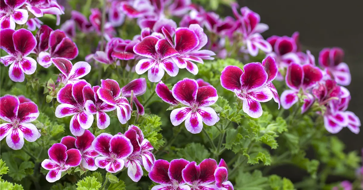 Pelargonium grandiflorum
