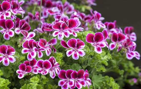 Pelargonium grandiflorum Pelargonium grandiflorum