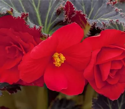 Begonia x tuberhybrida Begonia x tuberhybrida