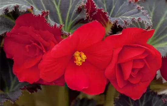 Begonia x tuberhybrida