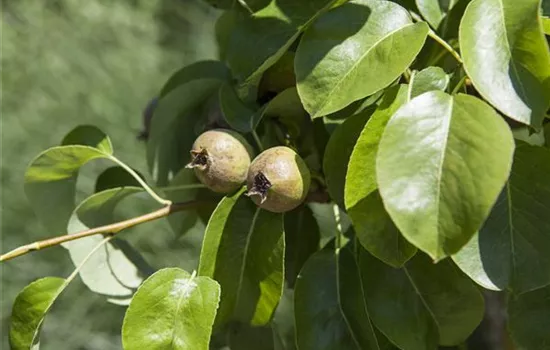 Pyrus communis 'Decora' Pyrus communis 'Decora'