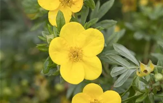 Potentilla fruticosa 'Kobold' Potentilla fruticosa 'Kobold'