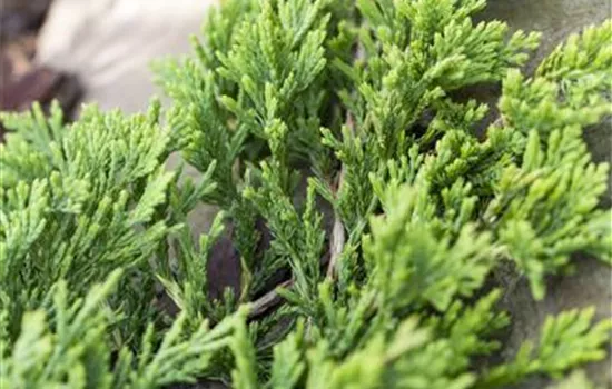 Juniperus horizontalis 'Golden Carpet' Juniperus horizontalis 'Golden Carpet'