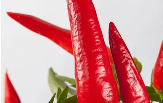 Capsicum annuum Capsicum annuum