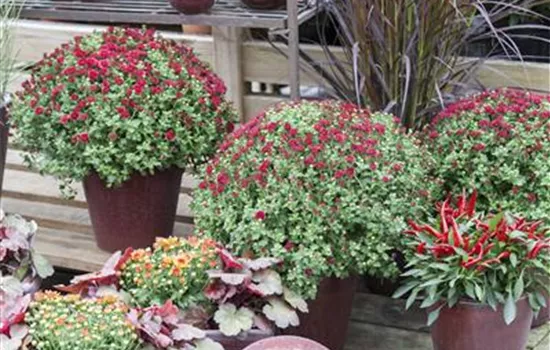 Chrysanthemum indicum Chrysanthemum indicum