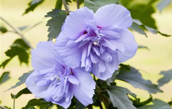 Hibiscus syriacus 'Blue Chiffon'® Hibiscus syriacus 'Blue Chiffon'®