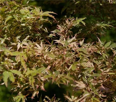 Acer palmatum 'Butterfly' Acer palmatum 'Butterfly'