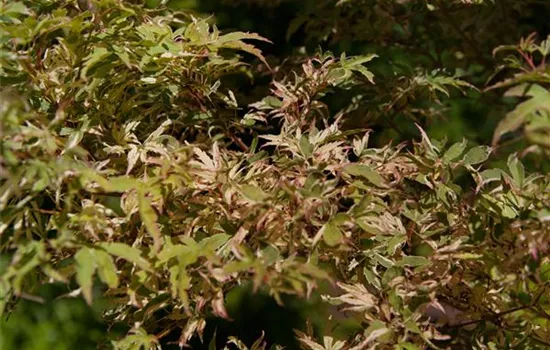 Acer palmatum 'Butterfly' Acer palmatum 'Butterfly'