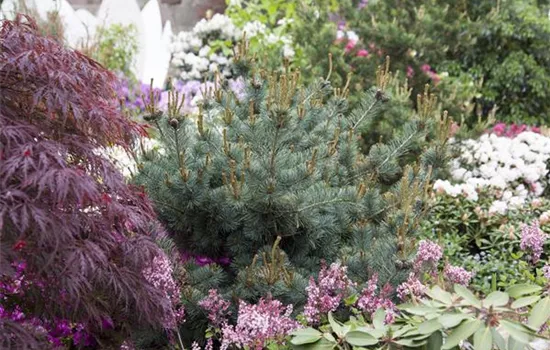 Pinus parviflora 'Negishi' Pinus parviflora 'Negishi'