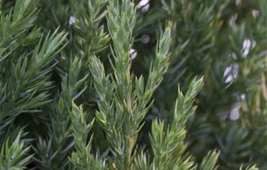 Juniperus chinensis 'Stricta' Juniperus chinensis 'Stricta'