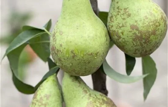 Pyrus communis 'Conference' Pyrus communis 'Conference'