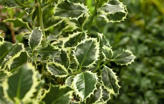 Ilex aquifolium 'Argentea Marginata' Ilex aquifolium 'Argentea Marginata'