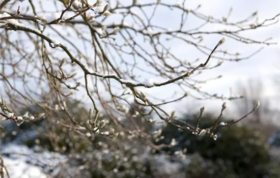 Magnolia x loebneri 'Leonard Messel' Magnolia x loebneri 'Leonard Messel'