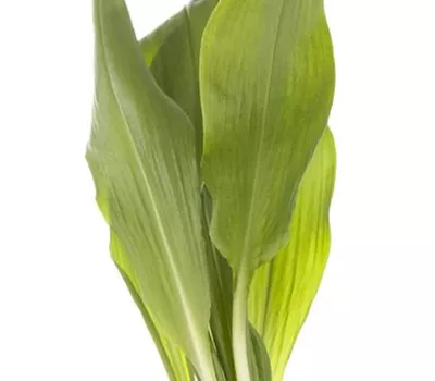 Allium ursinum