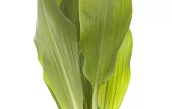 Allium ursinum Allium ursinum