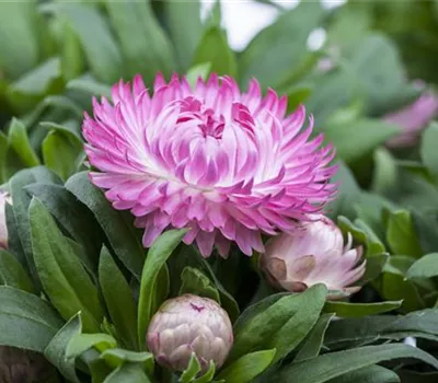 Bracteantha Bracteantha