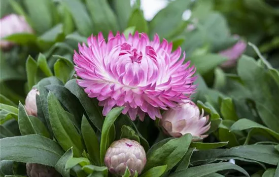 Bracteantha Bracteantha