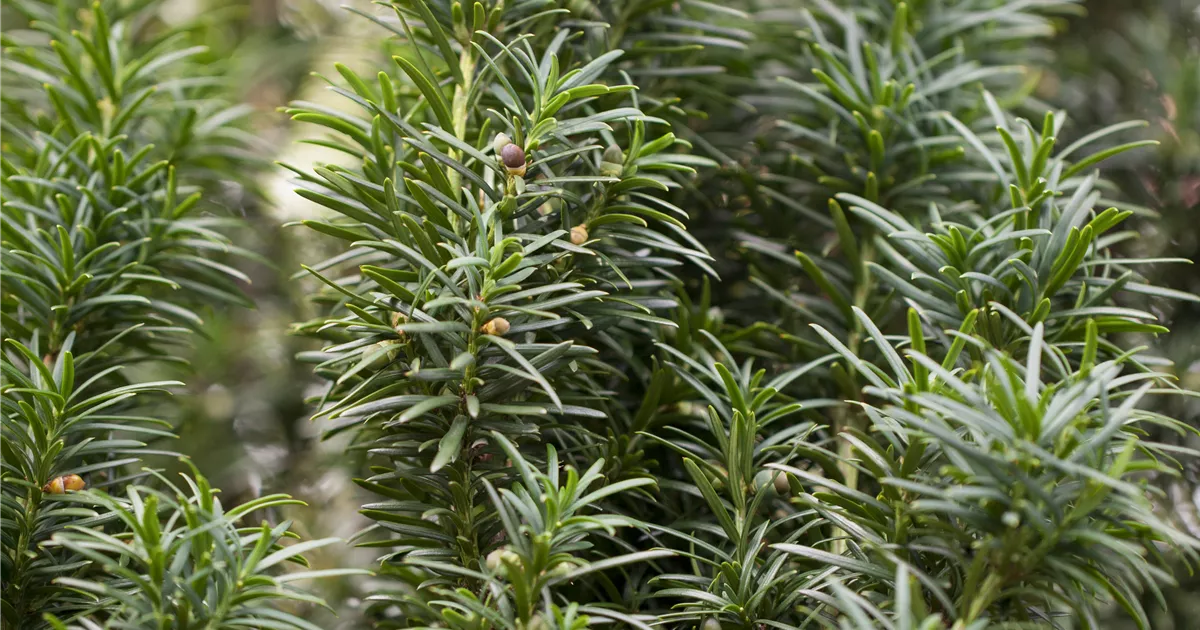Taxus baccata 'Fastigiata'