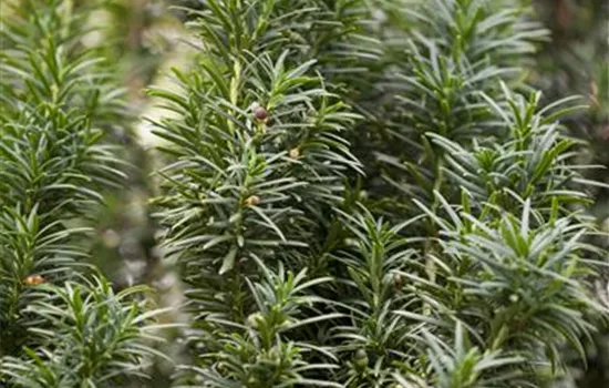 Taxus baccata 'Fastigiata' Taxus baccata 'Fastigiata'