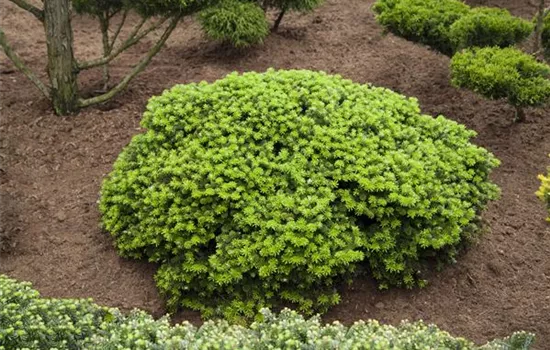 Abies koreana 'Brillant' Abies koreana 'Brillant'