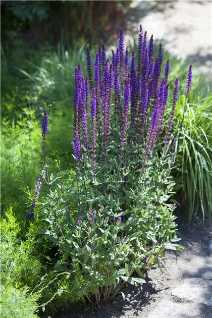 Salvia nemorosa, blau