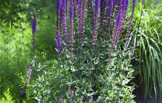 Salvia nemorosa, blau Salvia nemorosa, blau