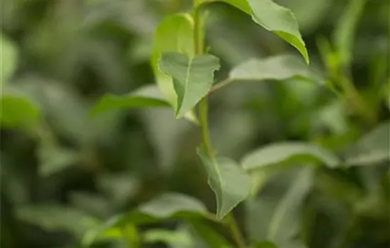 Prunus lusitanica 'Angustifolia' Prunus lusitanica 'Angustifolia'