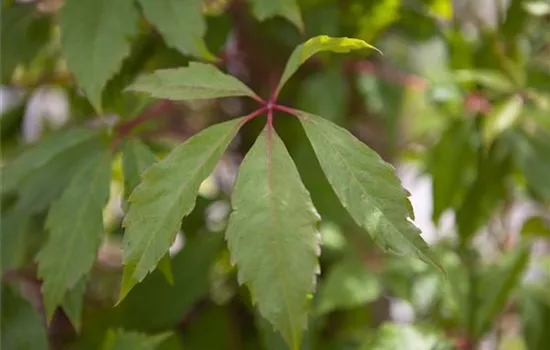 Parthenocissus quinquefolia 'Engelmannii' Parthenocissus quinquefolia 'Engelmannii'