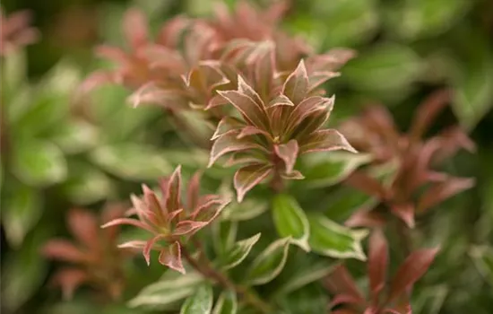 Pieris japonica 'Little Heath' Pieris japonica 'Little Heath'