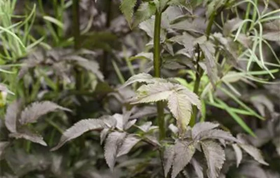 Sambucus nigra 'Black Tower'® Sambucus nigra 'Black Tower'®